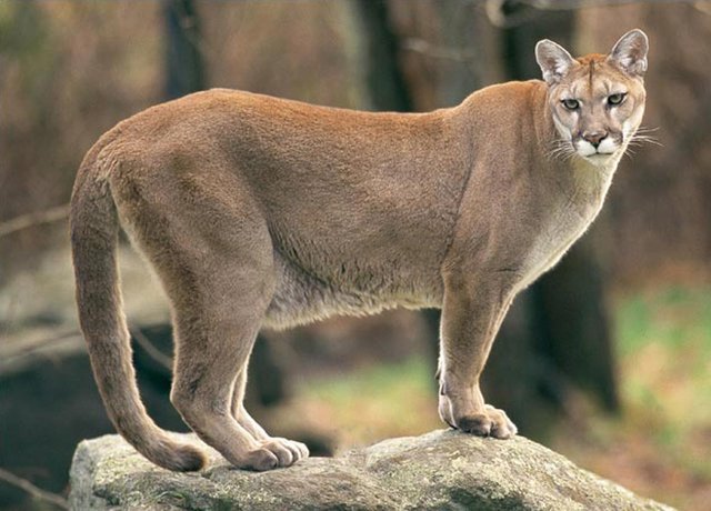 how big does a puma get